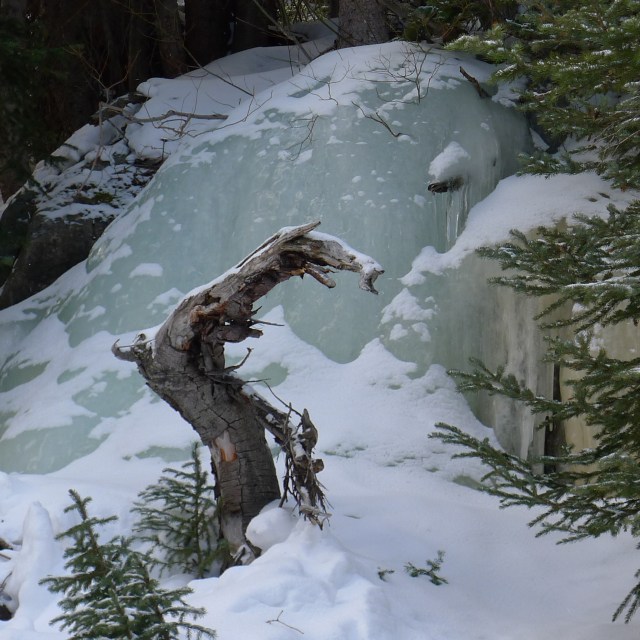 ice-flow-and-tree-estes-park.jpg