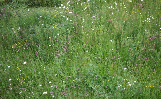 Wildflower Meadow Uni Essex