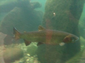 Cutthroat trout
