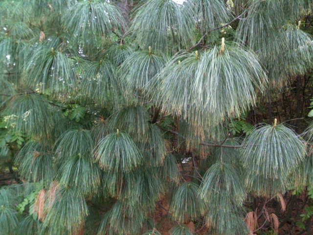 White Pine in rain